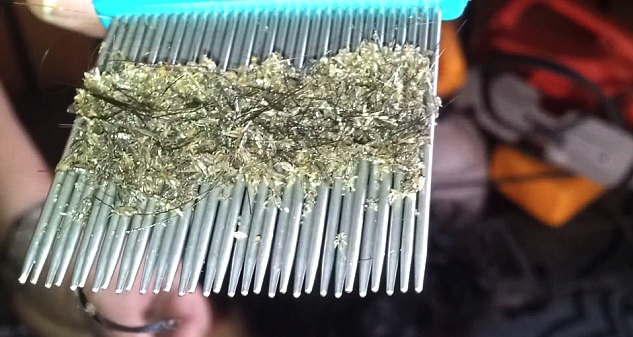 Head Lice Comb