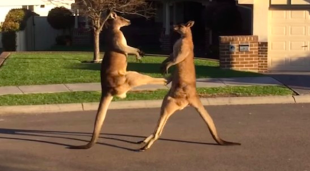 Two Male Kangaroos Have A Fist Fight On An Australian Suburban Street 