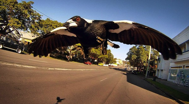 Magpie Swooping Season