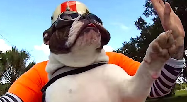 Motorcycle Bulldog Waves To Passing Cyclist