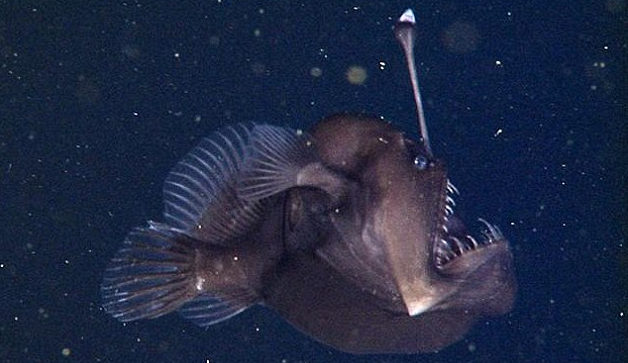 Black Seadevil Fish