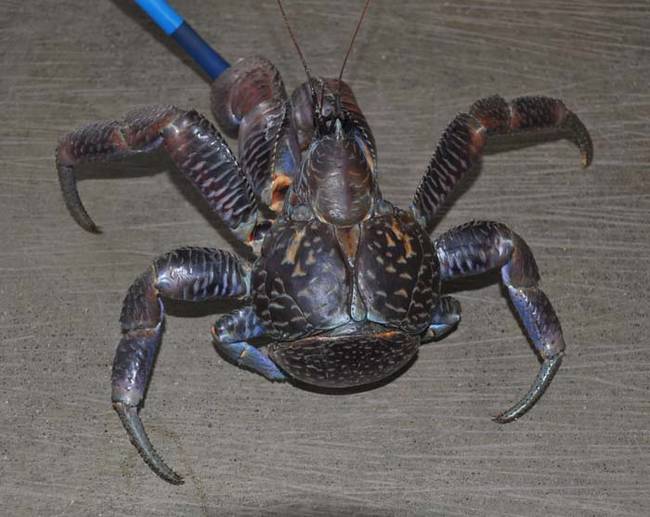 Coconut Crab 1