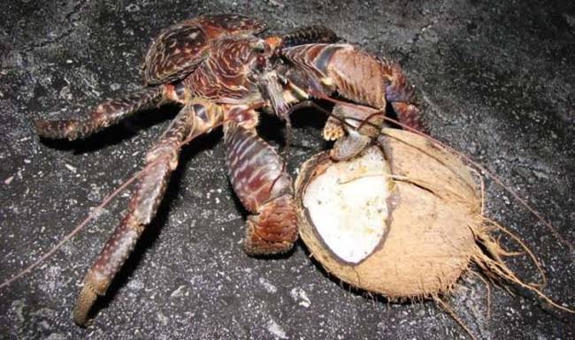 Coconut Crab 3