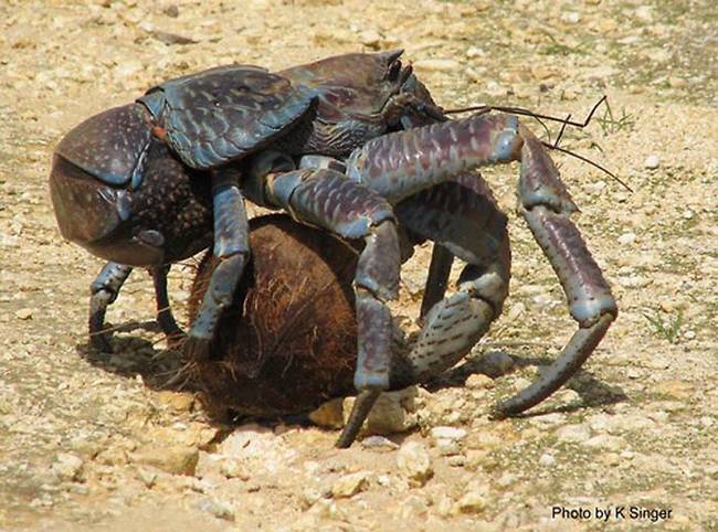 Coconut Crab 6
