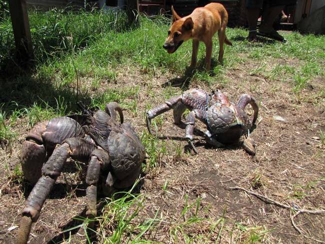 Coconut Crab 8