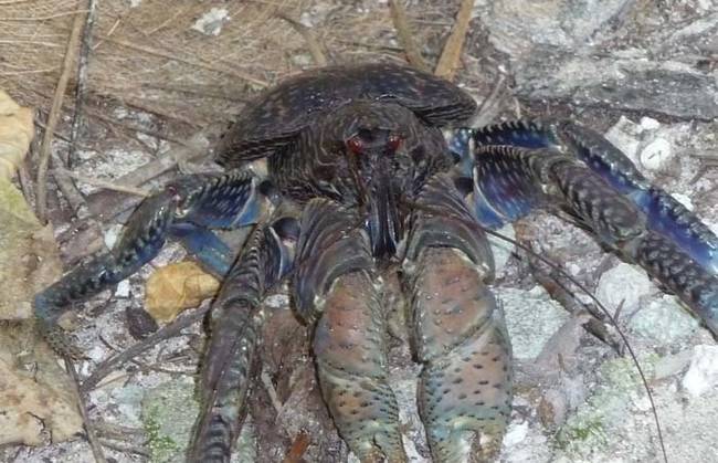 Coconut Crab 9