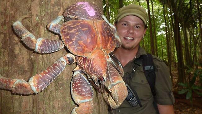 Coconut Crab Featured