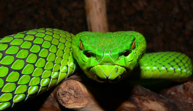 Exotic Pet - Pit Viper Peril