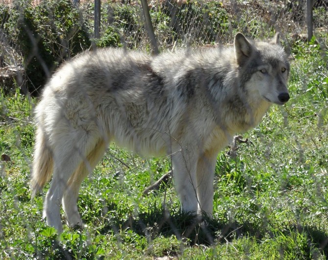 Exotic Pet - Wolf Dog