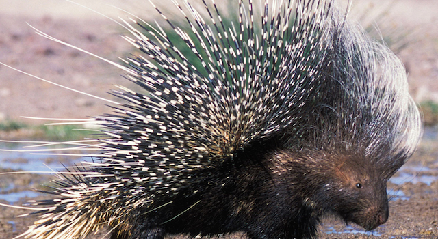 Bravest Porcupine Ever Fights Off 17 Lions – Sick Chirpse