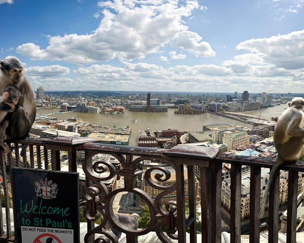 Postcards From The Future - Monkeys at St Pauls