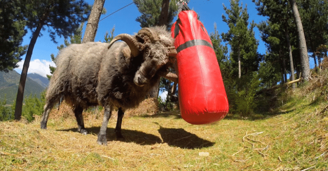 Ram Punching Bag