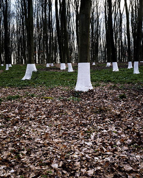 Zander Olsen - Tree, Line - Beeches 2004