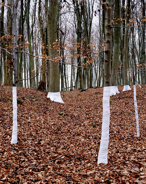 Zander Olsen - Tree, Line - Jhutti 2004