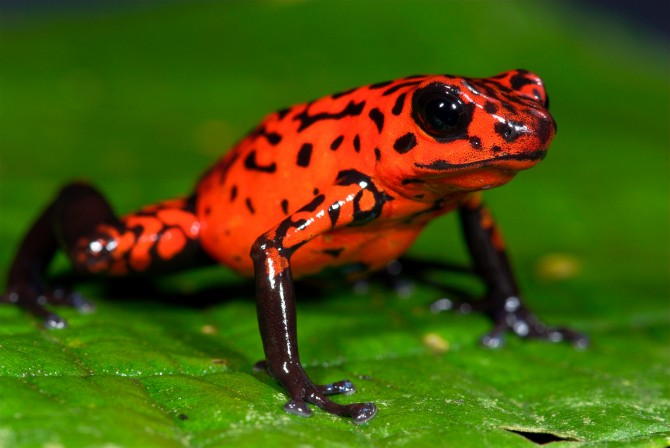 Strawberry Poison Dart Frog (Oophaga pumilio), Guayacan, Costa Rica