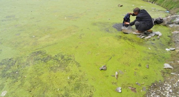 China Pollution Images - algal blooms 5