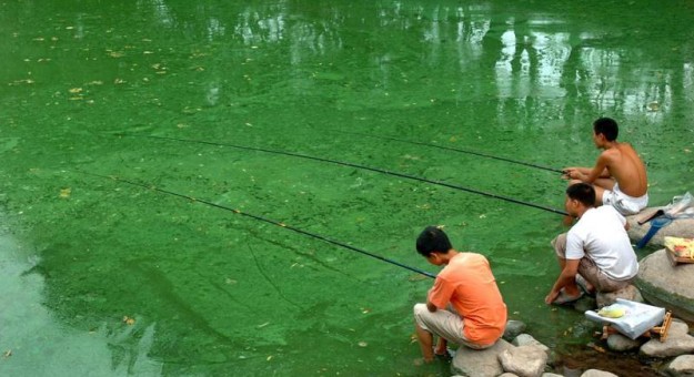 China Pollution Images - algal blooms 6