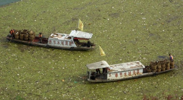 China Pollution Images - algal blooms 7