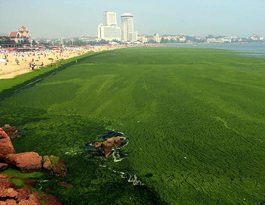 China Pollution Images - algal blooms sea 2
