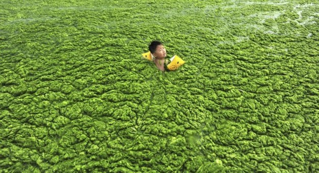 China Pollution Images - algal blooms