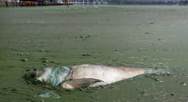 China Pollution Images - dead fish 2