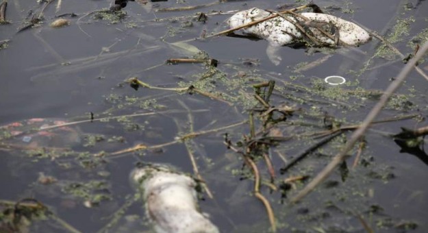 China Pollution Images - dead fish 3