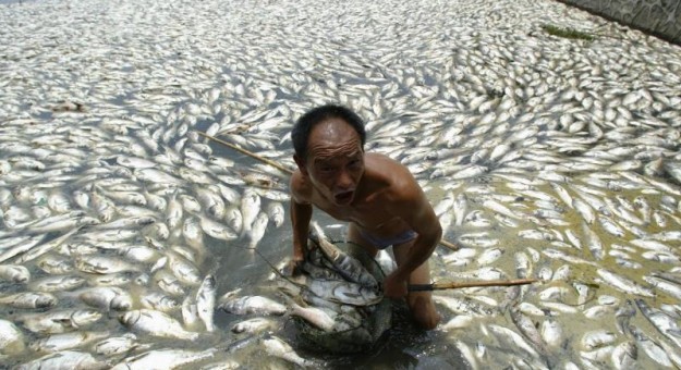 China Pollution Images - dead fish