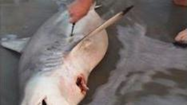 Dead Shark Delivers 3 Babies