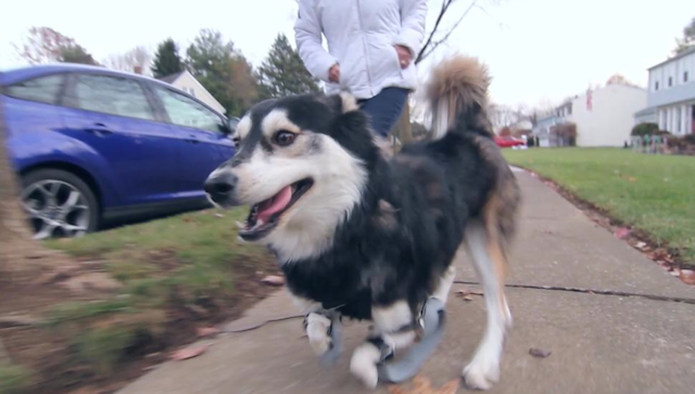 Derby The Dog 3D Printed Legs