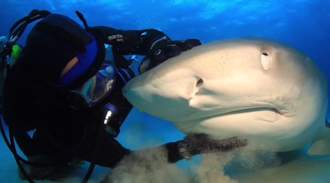 Diver Tiger Shark Orgasm