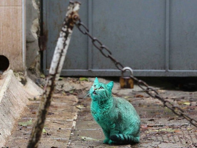 Green Cat 4