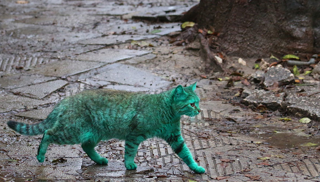 Green Cat Featured