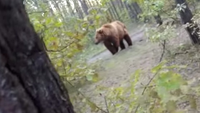 Grizzly Bear Chases Man Bike