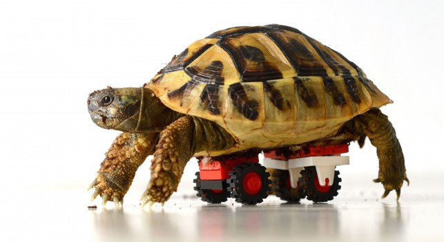 LEGO Tortoise