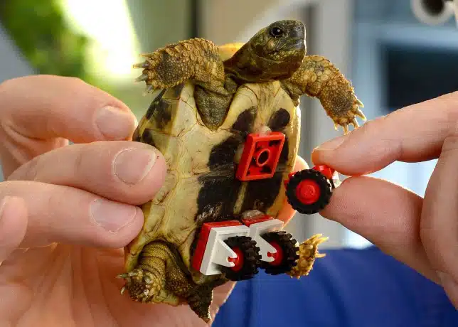 LEGO tortoise 1