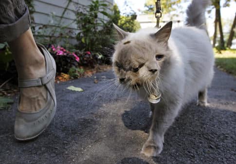 Two Faced Cat