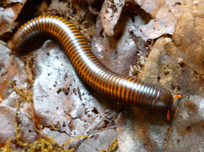 African Milipede