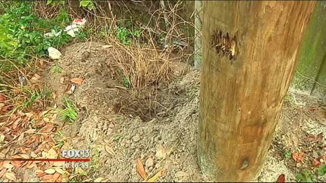 Bart Zombie Cat grave