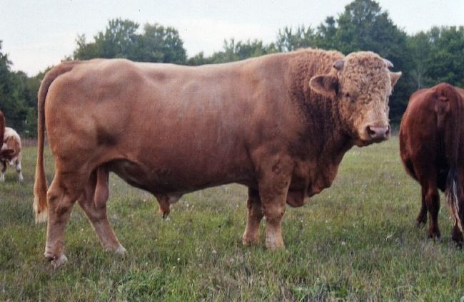 Beefalo2