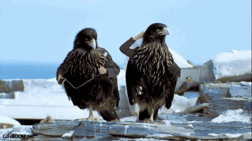 Birds With Arms - eagle