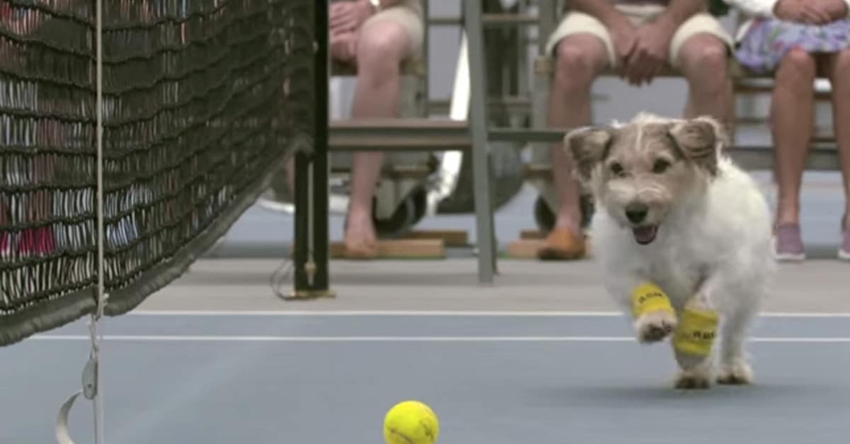 WATCH: Three Dogs Acted As Ball Boys In A Tennis Match This Week And It Was Cute As Hell
