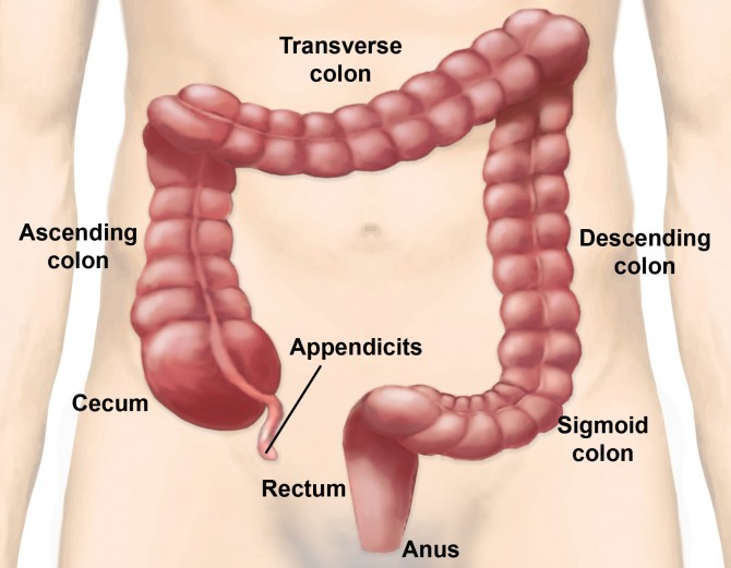Evolution in Man - Appendix