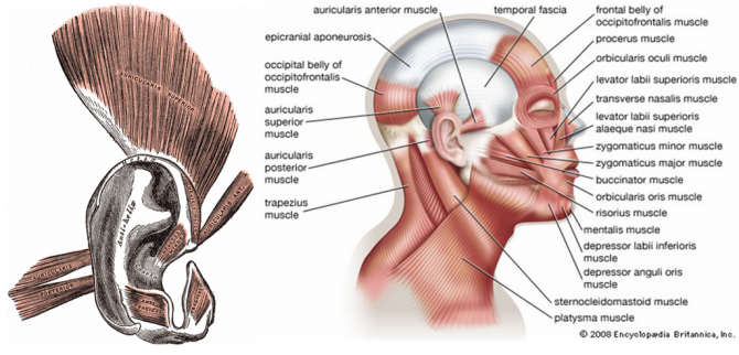 Evolution in Man - Ear Muscles 2