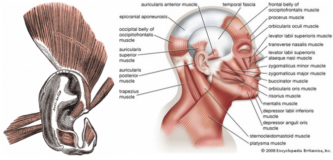 Evolution in Man - Ear Muscles 2