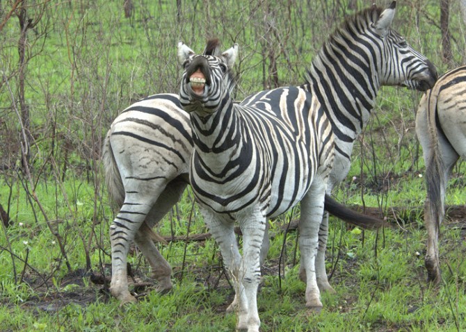 Zebra exhibiting his 6th sense...the Jacobson's organ.