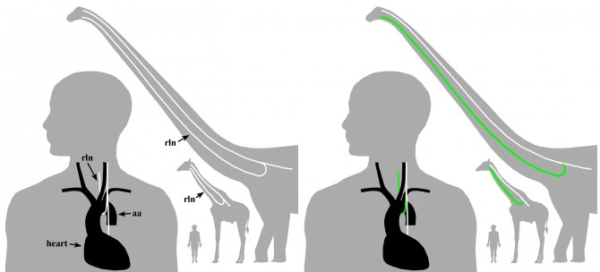 Evolution in Man - Recurring Laryngeal