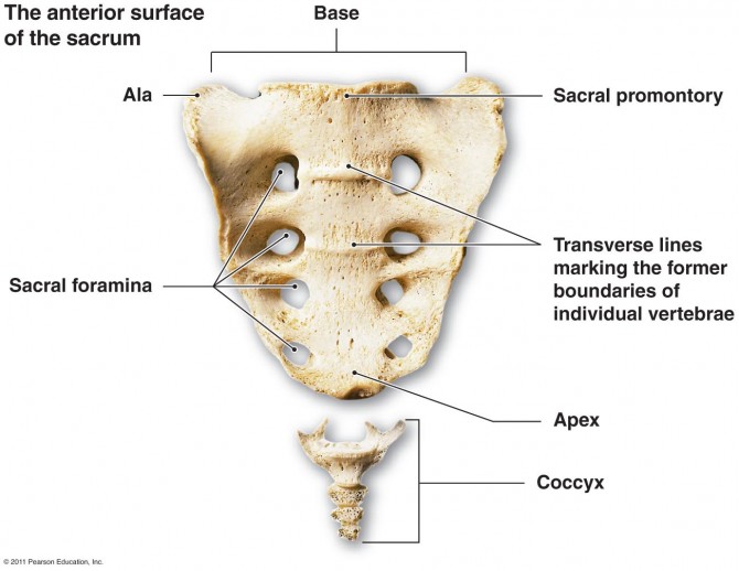 Evolution in Man - coccyx