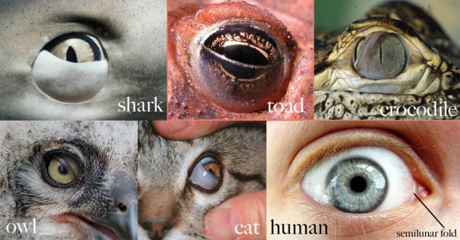 Evolution in Man - extra eyelid