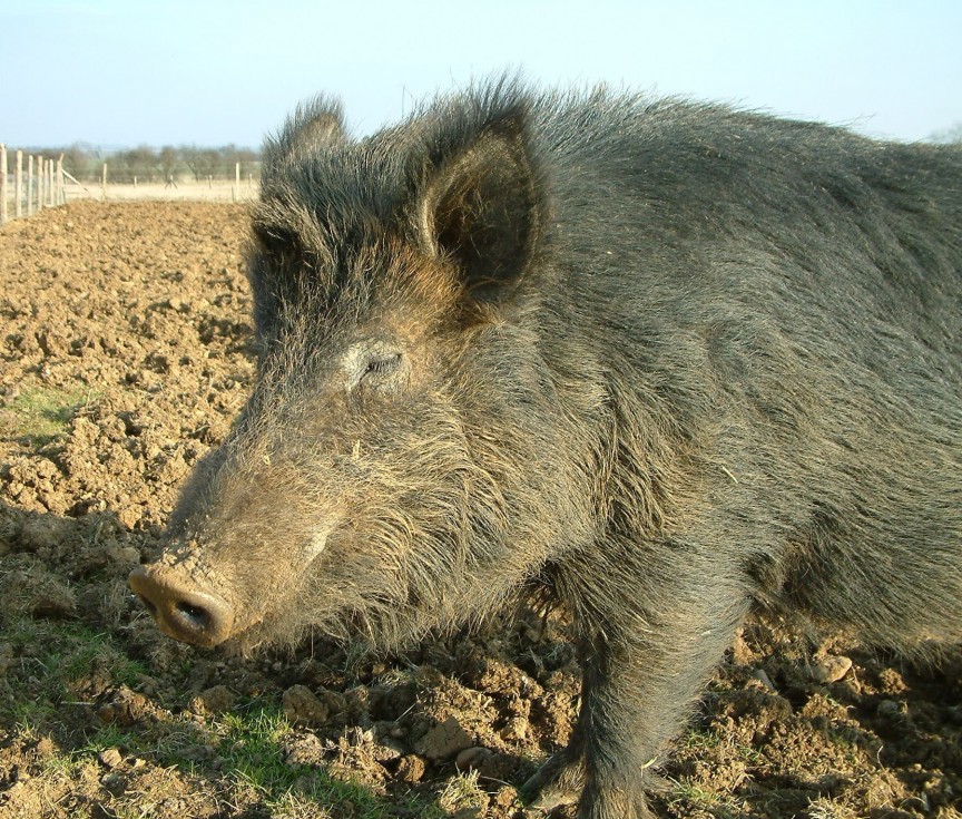 Iron Age Pig