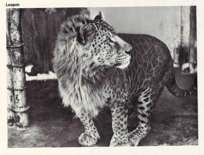 Leopon